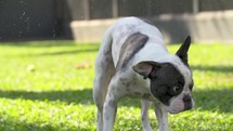 Wet french bulldog shaking water in slowmotion
