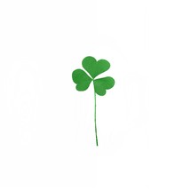a green 3 leaf clover with a white background 