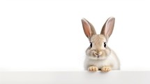 easter rabbit with simple white background top view Created With Generative AI Technology	