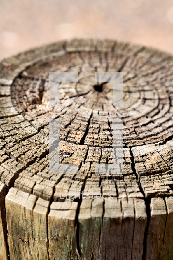 tree rings on a stump 