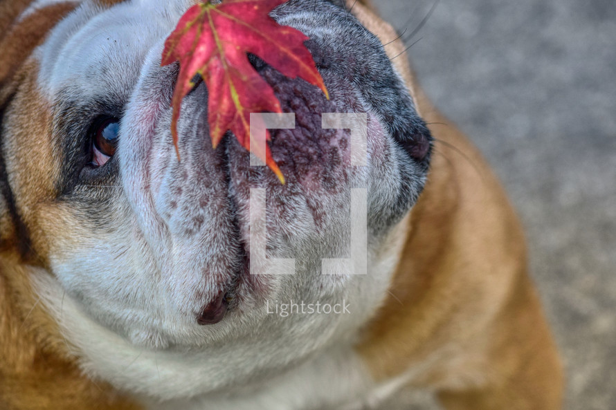 red fall leaf on a bulldogs nose 
