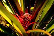 pineapple plant blooming in Haiti