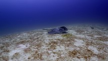 Huge Pastenague Ray over the Sand was filmed underwater in the North of the Maldivian Archipelago.