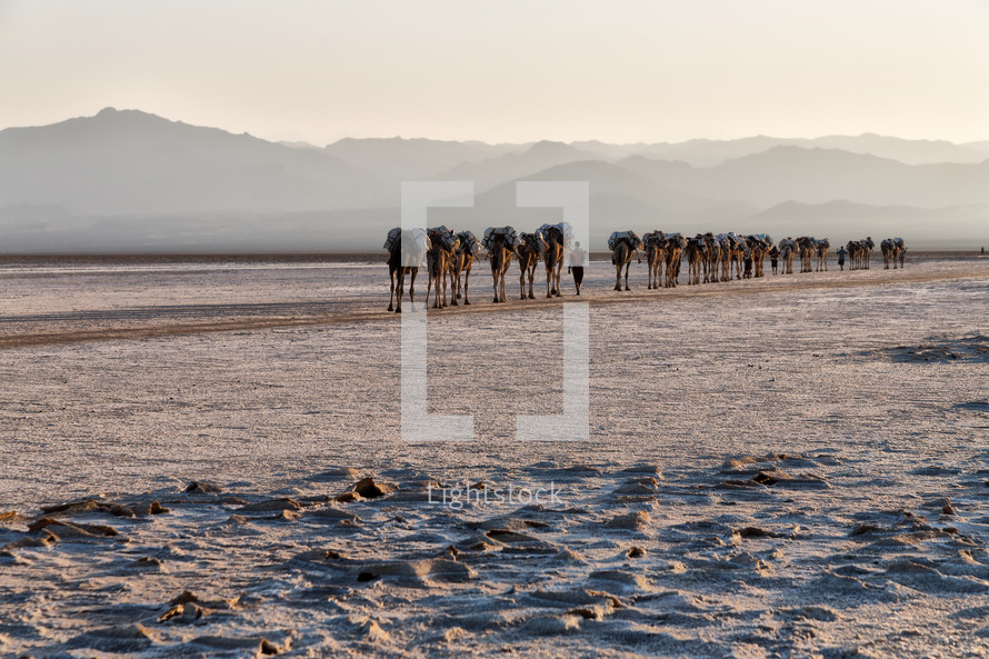 caravan of camels in the salt lake 
