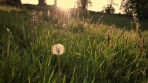 Grass and Dandelion Seed Head Blowing in the Breeze at Sunset in a Meadow in Enniskerry, County Wicklow, Ireland
