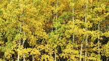 yellow fall leaves blowing in the breeze 