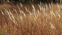 golden grass blowing in the breeze 