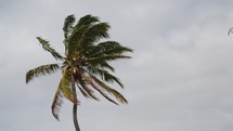 wind blowing a palm tree