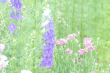 soft focus wildflower meadow