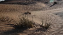 Middle eastern desert shrub or plant in nature landscape. Sand blowing in wind over desert sand dunes in evening desert sunset, sunlight in cinematic slow motion.