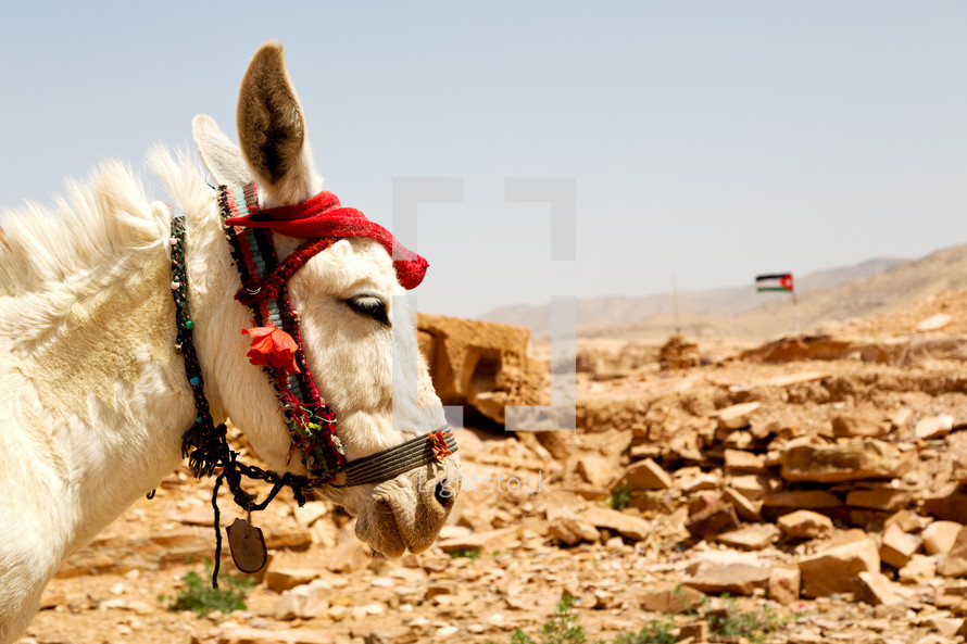 donkey in the desert 