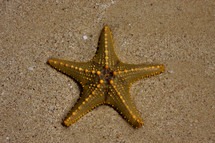 starfish in the sand 