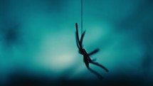 Black Spider Descends with the Cobweb