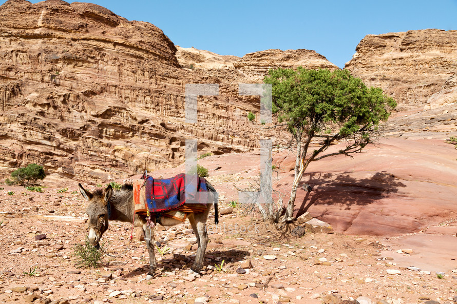 donkey in the desert waiting for a tourist 