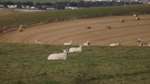 Sheep Laying down in pasture farming agriculture hay field livestock meat industry farm animals