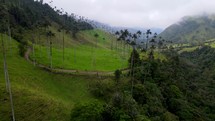Aerial shot drone flies up and away from people walking around Cocora Valley and its palm trees