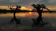 Aerial shot drone rotating around two silhouetted trees on black lagoon in middle of Amazon rainforest at sunset.