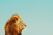 Lion looking right with large background 
