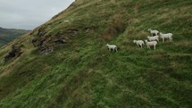 Wild Sheep On Hill In England Aerial Drone View Of Green Fields And Hillside In Rural Wales