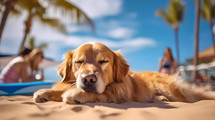 Dog sleeps on the beach in summer