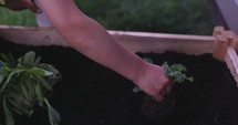 Young boy puts plant in garden - learning home grown gardening - close up on hand