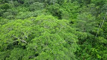 Aerial shot drone hovering over lush green hiking trail while camera pans up to reveal indigenous village in middle of Amazon rainforest
