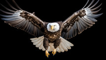 A majestic bald eagle, symbolizing American freedom and independence