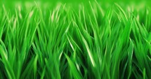 4k relaxing background moving slowly horizontally for infinite loop - Grass Close up.	