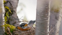 Springtime Nesting Birds Robin Cinematic Film Look Flowers New Life Baby Birds 4K Nature