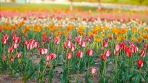 Springtime Flowers Field Of Tulips Festival Holland Netherlands Cinematic Film Look 4K Nature