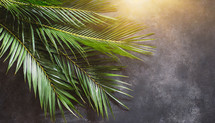 Palm Branches on a dark Background with Light