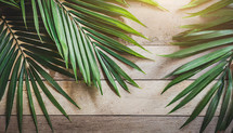 Palm Branches on Wood Background