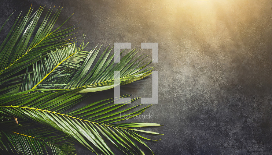 Palm Branches on a dark Background with Light