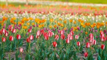 Springtime Flowers Slider Shot Tulip Festival Holland Netherlands Cinematic Film Look 4K Nature