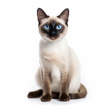 Delighted Siamese Cat sitting on a white background, bright eyes, content and relaxed Generative AI