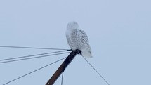 Snowy Owl Hunting Winter Wildlife Birds Northern Snowstorm 4K Nature