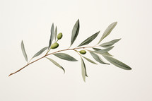 a minimal watercolor image of an olive branch 