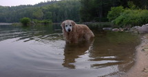 Golden Retriever dog standing in lake on hot summer day to cool off - wide shot - cottage life