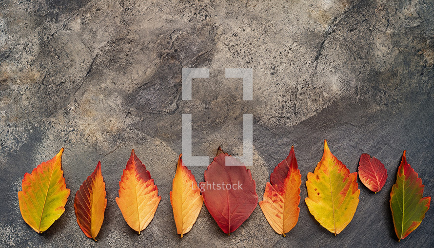 row of autumn leaves along bottom edge of rough concrete or stone surface, flat lay style