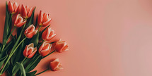 Red Tulips against a colored background