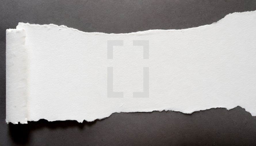torn paper with rolled edge in white on neutral gray background