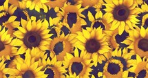 4k relaxing background moving slowly horizontally for infinite loop - Sunflowers.	