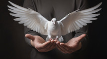 Dove flying from outstretched hands