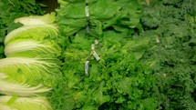 4K Lettuce Greens Slider Shot Market Fresh Grocery Store Produce 
