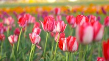 Springtime Flowers Slider Shot Tulip Festival Holland Netherlands Cinematic Film Look 4K Nature