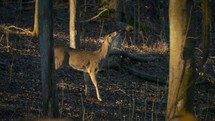 Stunning Deer Hunting Season Game Control Fall Autumn Wildlife Animals 4K Nature