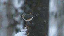 Stunning Bird Slow Mo In The Snow Falling Winter Titmouse Wildlife Animals 4K Nature