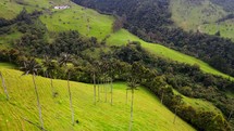 Aerial shot drone camera angled 45 degrees down as it flies above palm trees and bright green fields in Cocora Valley