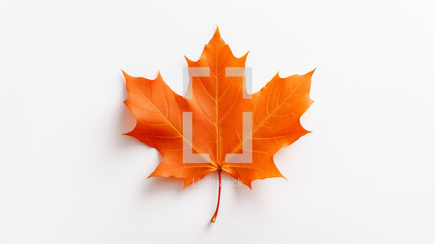 Orange maple leaf on neutral background