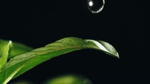Water drop falling on basil plant leaf black background